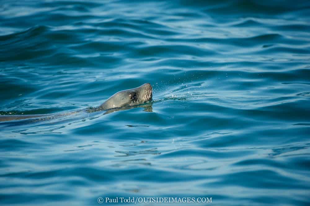 San Diego Seal