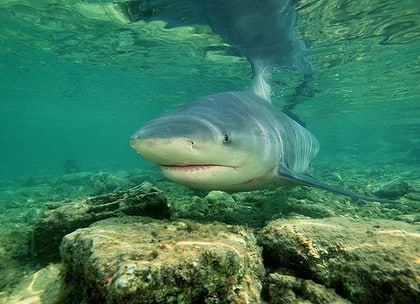 Key West, Bull Shark