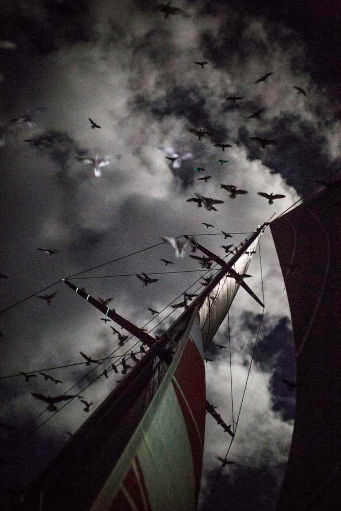 December 2, 2014. Leg 2 onboard Team Alvimedica. DAY 13. A building breeze fills the sails for the first time in days, as Alvimedica continues the northerly progress to the west of the fleet. A swarm of birds occupies the airspace over Alvimedica for much of the night.