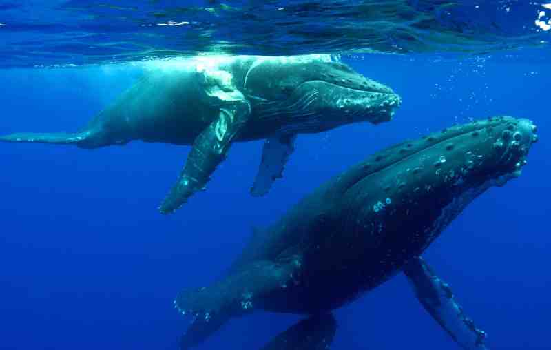 whale